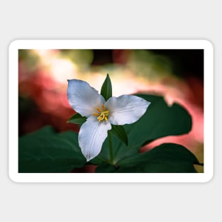 Trillium flower in a forest Sticker